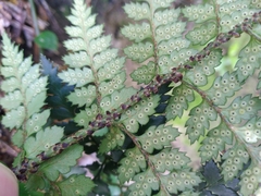 Polystichum oculatum