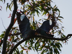 Eurystomus orientalis