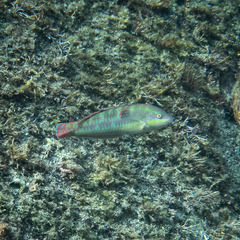 Halichoeres chierchiae