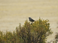 Geospizopsis unicolor