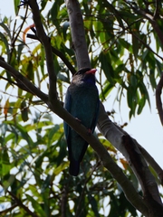 Eurystomus orientalis