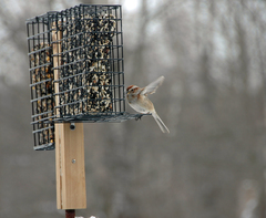 Spizelloides arborea
