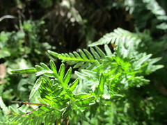 Myriopteris alabamensis