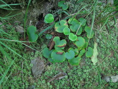 Parnassia asarifolia