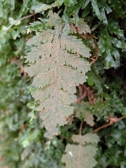 Hymenophyllum frankliniae
