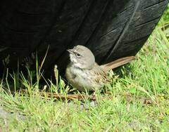 Artemisiospiza nevadensis