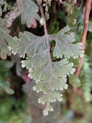 Hymenophyllum frankliniae