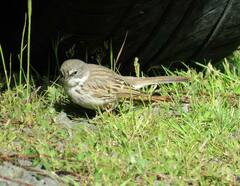 Artemisiospiza nevadensis