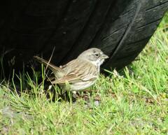 Artemisiospiza nevadensis