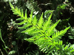 Myriopteris alabamensis