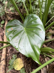 Alocasia