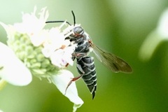 Coelioxys sayi