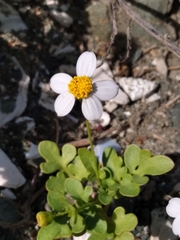 Coreocarpus parthenioides parthenioides