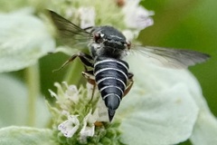Coelioxys sayi