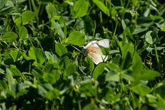 Tatochila mercedis mercedis