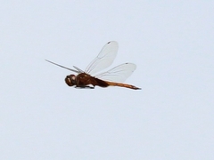 Tramea transmarina