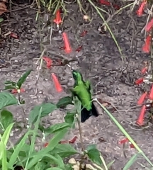 Chlorostilbon assimilis