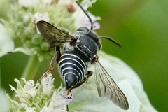 Coelioxys sayi