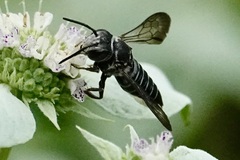 Coelioxys sayi