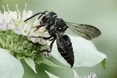 Coelioxys sayi