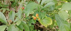 Psychotria carthagenensis