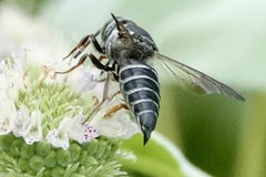 Coelioxys sayi