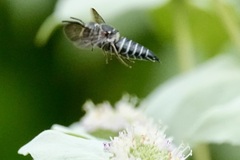 Coelioxys sayi