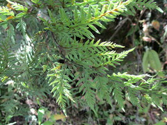 Myriopteris alabamensis