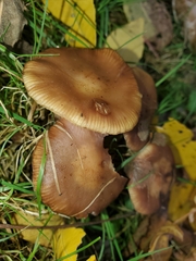 Rhodocollybia butyracea