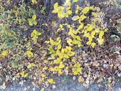 Lonicera dioica