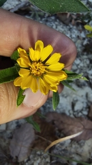 Heterotheca camporum glandulissima