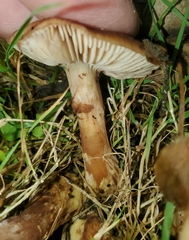 Rhodocollybia butyracea