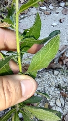 Heterotheca camporum glandulissima