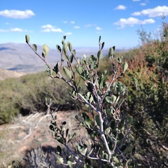 Cercocarpus betuloides betuloides