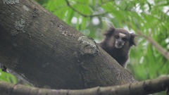 Callithrix jacchus × penicillata