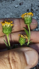 Heterotheca camporum glandulissima