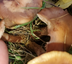 Rhodocollybia butyracea