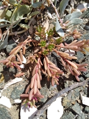 Portulaca californica