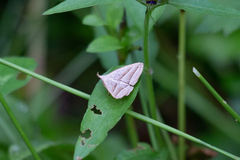 Macrochilo absorptalis