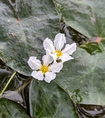 Nymphoides indica