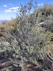 Cercocarpus betuloides betuloides