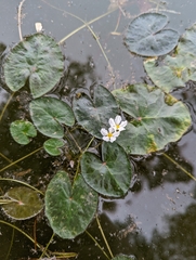 Nymphoides indica