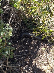 Egernia kingii
