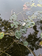 Nymphoides indica