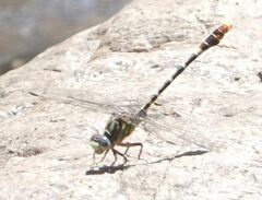 Erpetogomphus lampropeltis