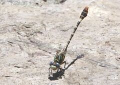 Erpetogomphus lampropeltis