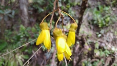 Sophora microphylla