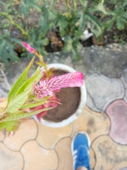Celosia argentea