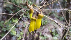 Sophora microphylla