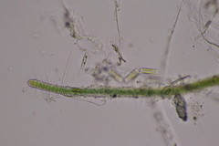 Nostocales